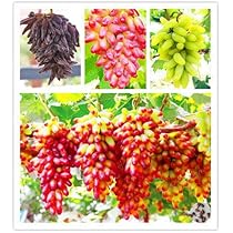 612-p-y05KL._AC_UL210_SR210,