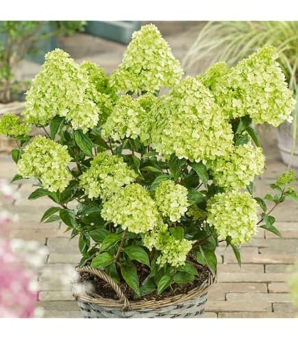 ドナルド・サルタン 「hydrangea in a green pot」 Amazon.com : Green Hydrangea Plant Live in 2.5 Inch Pot