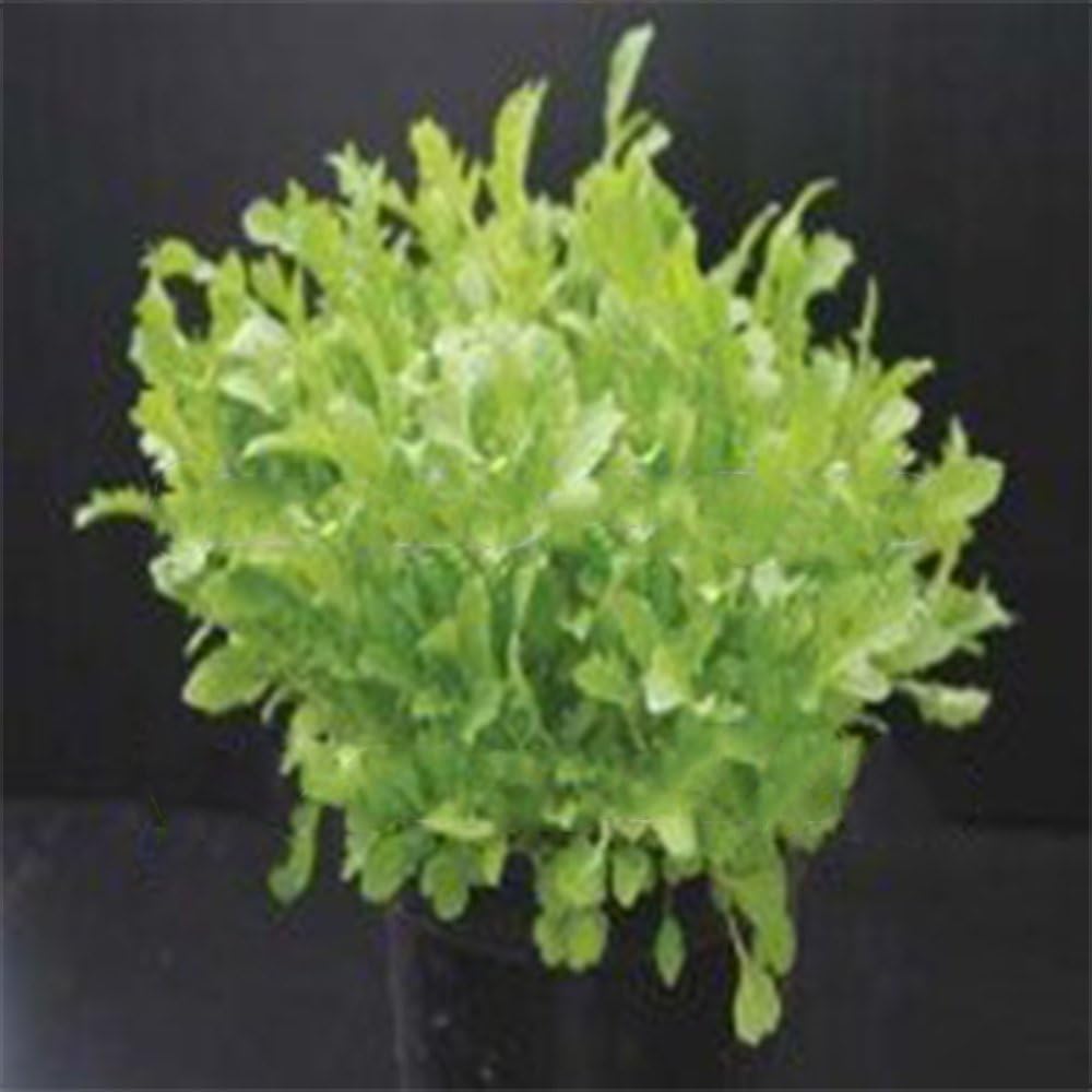 Solution Seeds Farm New Heirloom 200 Seeds SeeKay Rare Rocket Skyrocket - Salad leaves Seeds