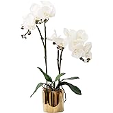 CXGS Artificial Orchid Flower Plant Real Touch Faux Orchids in Ceramic Vase White 19.7'' Fake Phalaenopsis Flower Arrangement Centerpiece Home Indoor Decor
