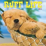 Ruff Life 2019 Wall Calendar by