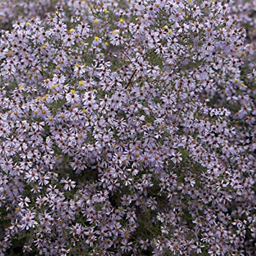 Juli Staude im 1 Liter Topf Müllers Grüner Garten Shop Myrtenaster