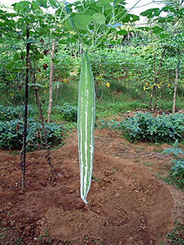 Asian Heirloom Snake Gourd (BUAG NGU) Seeds by Stonysoil Seed Company