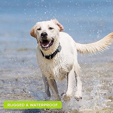 whistle 3 gps pet tracker & activity monitor