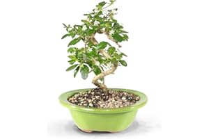 Brussel's Bonsai Live Fukien Tea Bonsai Tree - Small, 6 Year, 6 to 8 inches Tall - Indoor Bonsai Tree Live with Ceramic Bonsai Pot