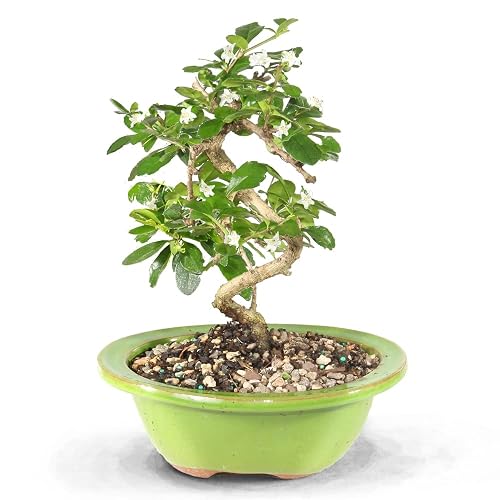 6 inch pot philodendron brasil Philodendron 'Brazil' (4