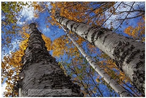 Birch trees, fall colors, blue sky original color print, Michigan, fine art