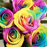 Kofun Colorful Rainbow Rose Flower Seeds Petal Plants Home Garden Yard Decor (1 Bag/200 pieces)