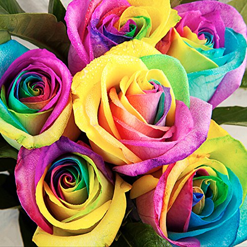 Kofun Colorful Rainbow Rose Flower Seeds Petal Plants Home Garden Yard Decor (1 Bag/200 pieces)