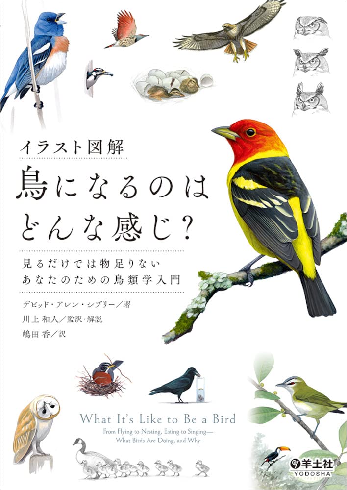 イラスト図解 鳥になるのはどんな感じ 見るだけでは物足りないあなたのための鳥類学入門 デビッド アレン シブリー 川上 和人 嶋田 香 本 通販 Amazon