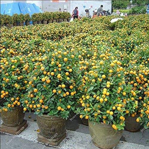 Bonsai semillas de frutas comestibles enanas, las semillas de la ...