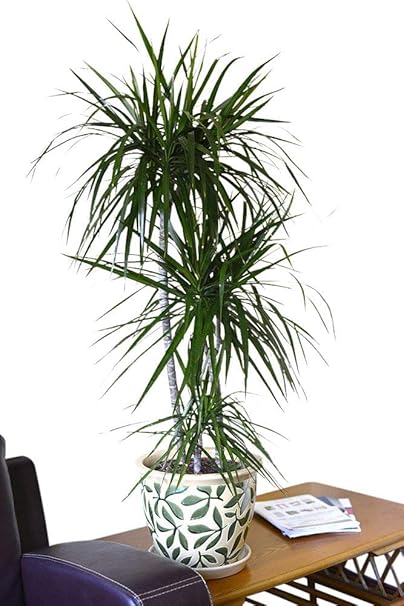 Indoor Living Room Or Office Plant Dracaena Marginata Dragon Tree Height 4ft Amazon De Garten