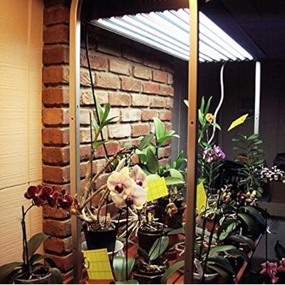 Buy Ipower 2ft 22 2in 24w T5 Fluorescent High Output Ho Cool Blue Grow Light Bulbs 5 Pack 6400k Online In Indonesia B018wiofuc