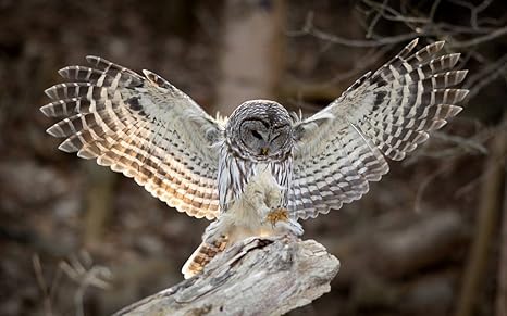 Amazon Co Jp 鳥写真 フクロウ 翼 羽 キャンバスの 写真 ポスター 印刷 動物 90cmx60cm ホーム キッチン