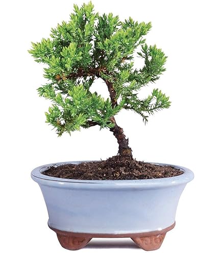 Amazon.com : Japanese Juniper Bonsai Starter Tree - 4