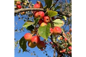 Organic Mini Crab Apple Tree Seeds for Planting - Hardy to Zone 3 - Ready to sow - Comes with Growing Instructions (30 Seeds)