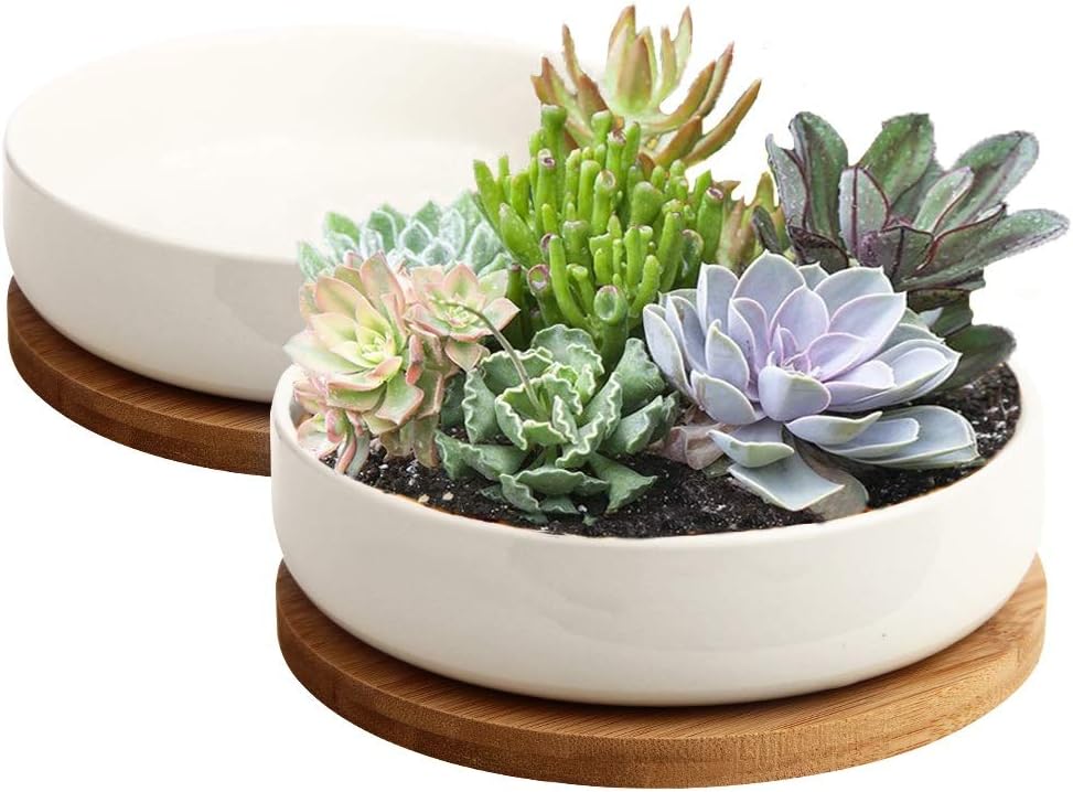 The 15 Best Pots for Succulents of 2023 Best Garden Tips