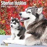 Siberian Huskies 2017 16 Month Wall Calendar 12 x 12 inches Bright Day Calendars Publishing