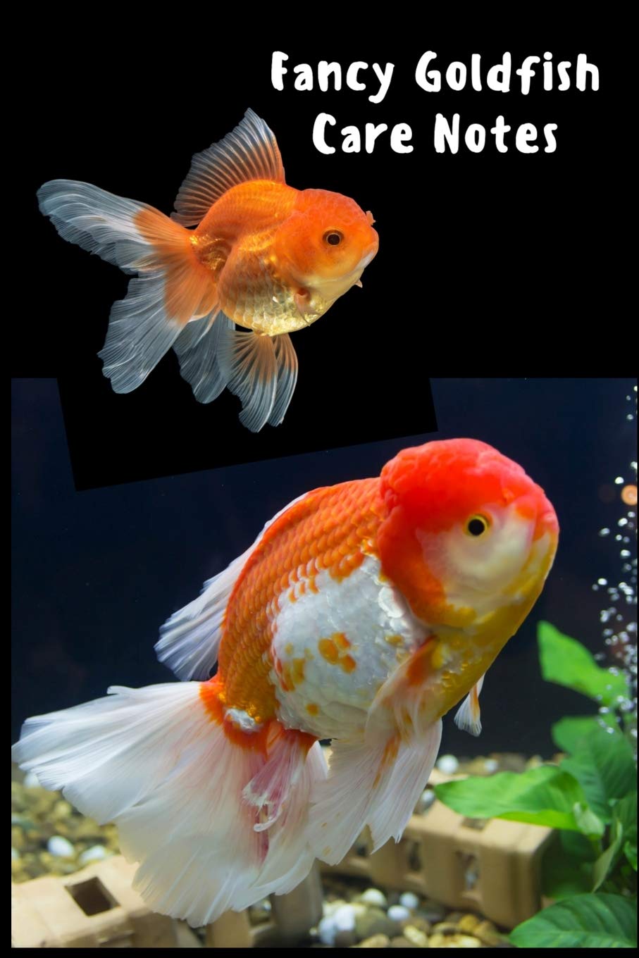 fancy goldfish tank