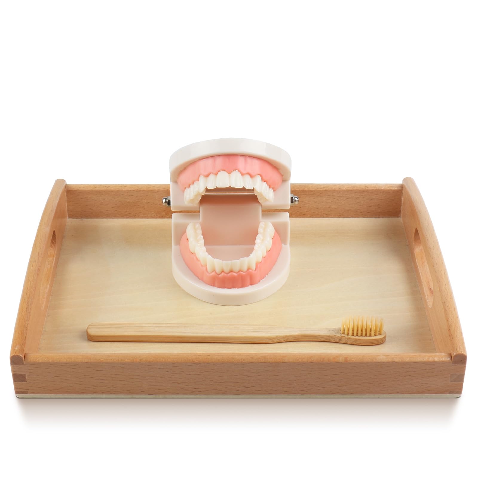 MEROCO Montessori Practical Life Brushing Teeth Model and Cards Montessori Homeschool Learning Preschool Toys for Toddlers