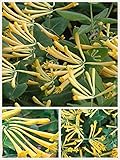 Homegrown Packet Honeysuckle Seeds, 80 Seeds, Clayton John Honeysuckle Vine