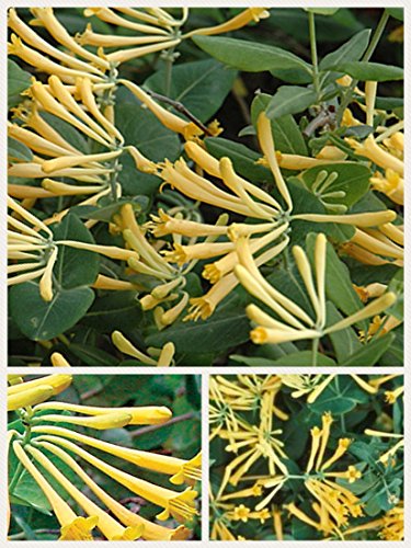 Homegrown Packet Honeysuckle Seeds, 80 Seeds, Clayton John Honeysuckle Vine