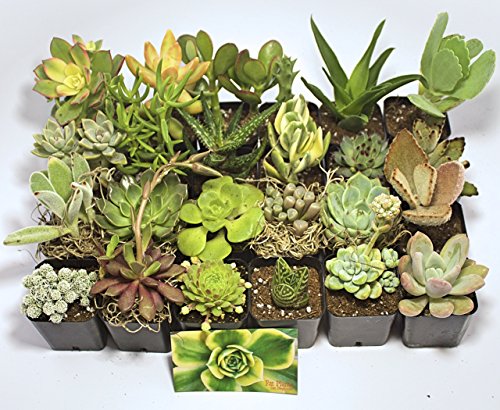 Fat Plants San Diego Miniature Living Succulent Plants in Plastic Planter Pots with Soil - Thumbnail 5