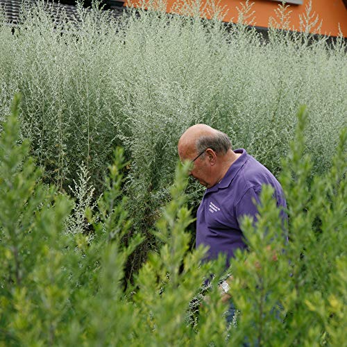 Absinth Set Heritage Verte | Premium Absinthe mit Weinalkohol destilliert | 2x Absinth-Gläser / 2x Absinth-Löffel / 1x… – Bild 7