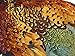 Complete Natural Ringneck Pheasant Skin Pelt Without Wing and Tails (Bulk) Fly Tying Dog Training | Amazon | Moonlight Feather