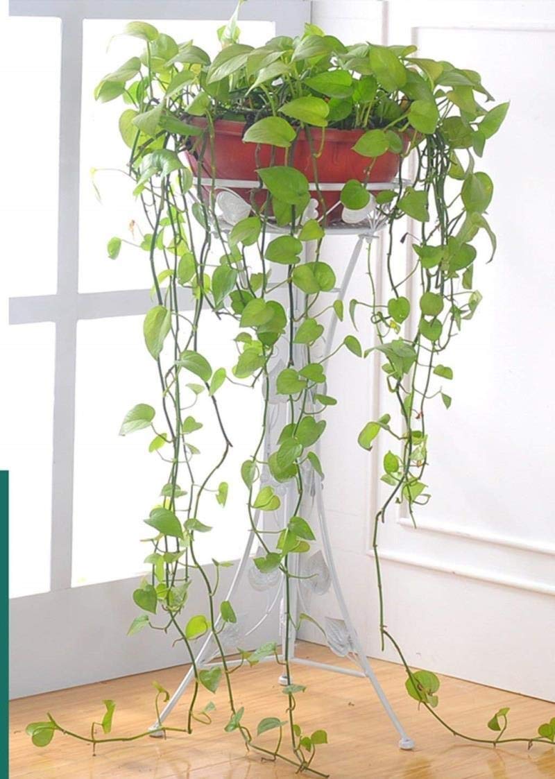 JSFQ Forjado de la Planta monocapa Hierro soportar Vivir Cubierta ...