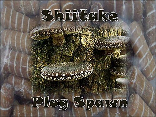 Shiitake Mushroom Medicinal Growing Plug Spawn 50 coun