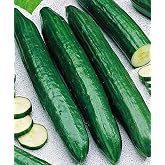 Seeds4planting - Seeds Rare Cucumber Emelya Giant Long Pickling Heirloom Vegetable Non GMO