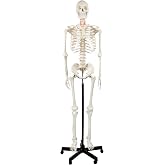 Axis Scientific Life Size Skeleton Model for Anatomy Study | Includes 3 Printed Guides, Pelvic-Mounted Rolling Stand, US-Based Customer Service