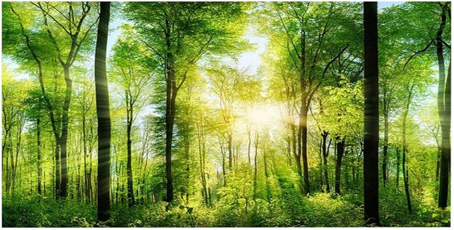 Avoir Images Fdit Aquarium Fond Vert Foret Peau Serpent Hd Papier Peint Effet le plus cool salutations