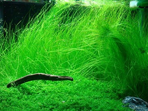 Giant Hairgrass Eleocharis Vivipara Live Freshwater Plants Java Moss Baby Tears