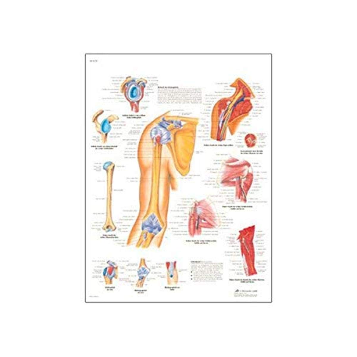3B Scientific Printed in Paper, Shoulder and Elbow, 1