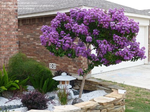 Catawba Crapemyrtle Tree (1-2 feet tall in full gallon containers) Crape myrtle with purple blooms! Catawba Crapemyrtle Tree (1-2 feet tall in full gallon containers) Crape myrtle with purple blooms!