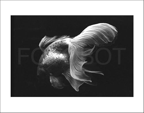 black and white goldfish