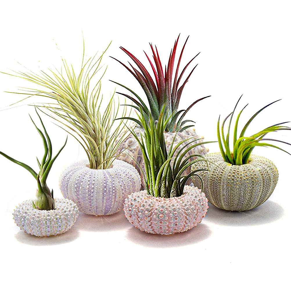 Naroote Air Plant Holder, 5 Pack Shell Display Sea Shell Holder Mini Sea Urchin Shell Airplants Hanging Plant Holder Plant Accessories Decorative Hanging Air Plant Pot For Garden