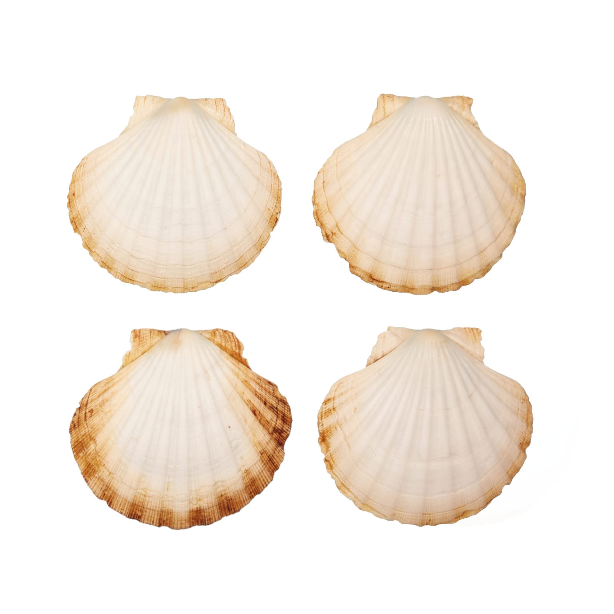 Finoly Natural Scallop Shells 4 Units | 10x11cm (4 inch) | Scallop shells for Serving Food, DIY, etc | Large Seashells | Empty Clam Shells