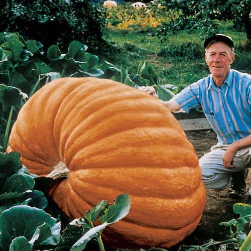 Azalea Gardens M-Technologiess 10 vegetable Pumpkin-seeds-Atlantic-giant-Ukraine-Heirloom