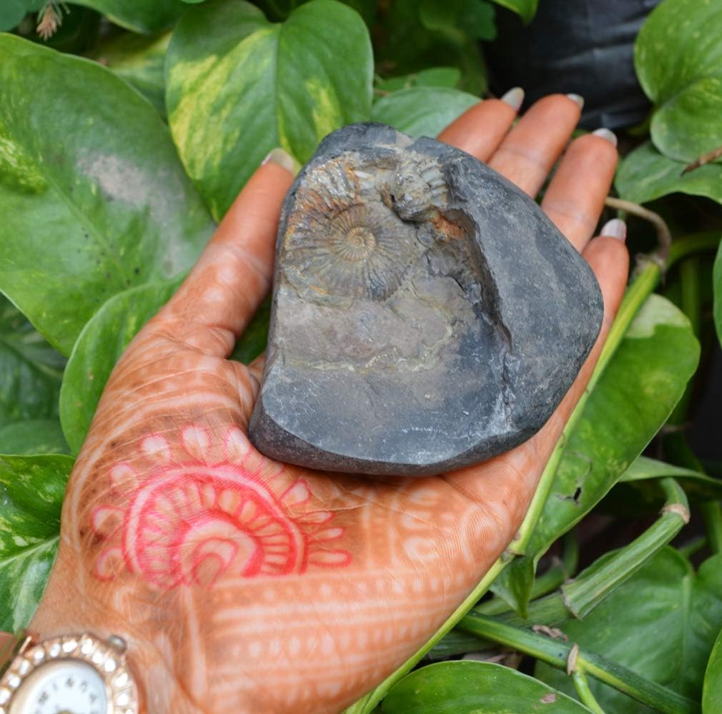 Religions Gift + Valentine's Day 2023 Gifts Original Shaligram Ji from Gandaki River Nepal Lord Vishnu, Iconic Symbol Fossil Stone A+ Quality Nepal~I-4886
