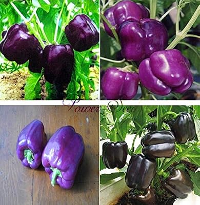 Bloom Green Co.., 100 Semillas de Pimiento Bastante Pãºrpura - Muy ...