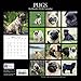 2018 Pugs Calendar - 12 x 12 Wall Calendar - With 210 Calendar Stickers