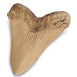 Fossilized Teeth and Claws of Various Prehistoric