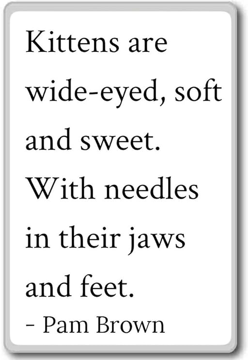 Gatitos son Wide-Eyed, suave y dulce. Con Needl... – Pam marrón ...