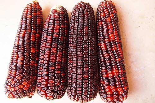 Bloody Butcher Organic Corn (50 seeds) Unique Red Indian Corn