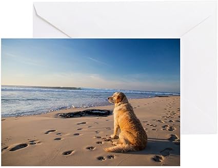 Cafepress Golden Retriever Chien Sur L Attente Carte De Vœux Carte De Note Carte D Anniversaire Vierge A L Interieur Brillant Amazon Fr Fournitures De Bureau