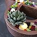 Neomark Tyoungg 4 Pack Flocked Green Artificial Succulent Cactus Plants Echeveria Unpotted Long Stem for Wreath Making Wedding Bouquet Making 3.33”Wide x 5”Tall