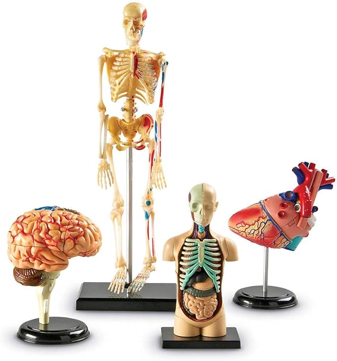 WEHOLY Educational Model Kit Anatomical Models Model of